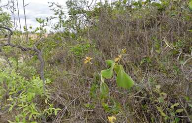 Imagem 3: Lote a venda Terreno / lote com venda por R$25.000