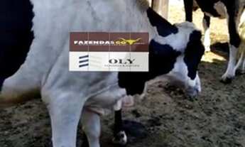 Imagem 5: Oportunidade ! Terra com 6 alqueires no município de Silvania !