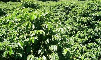 Imagem 4: Sítio Morungaba/SP/BR (Milo