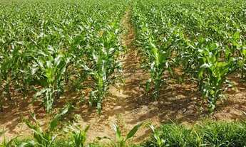 Imagem 3: Fazenda à venda no bairro Área Rural de Unaí - Unaí/MG