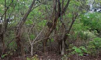 Imagem 3: Vendo este terreno itamaraca