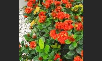 Imagem 3: Casa - Swiss Park - Campinas