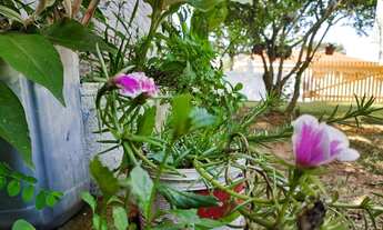 Imagem 3: Linda casa com 3 quartos - Terreno amplo - Garagem - Churrasqueira