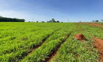 Imagem 2: 14 alqueires à 5 km da cidade em Trindade-GO