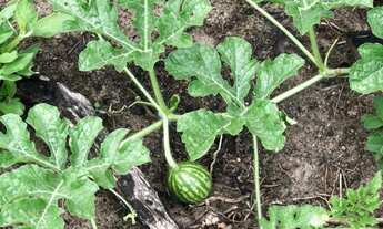 Imagem: Terreno na Linha Verde