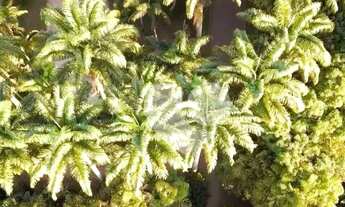 Imagem 3: Terreno à venda, 1700 m² por R$ 6.000.000 - Barra da Tijuca - Rio de Janeiro/RJ