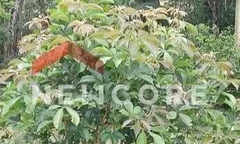 Imagem 4: Chácara em Juquitiba SP - Rurais - Juquitiba/SP