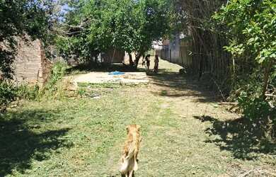 Imagem 3: Terreno 11x160 com 2 casas