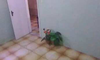 Imagem 3: CASA A VENDA NO CASTELO BRANCO!! PX: Rua Eliomar Caldas