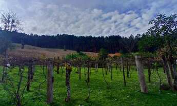 Imagem: Sítio no bairro Morro Calçado em Canela!