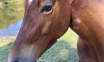 Imagem 5: Vendo chácaras Chácara com venda por R$80.000