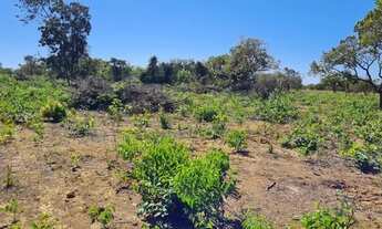 Imagem 5: Fazenda de 519 hectares, toda no arame liso e plana com Rio Perene - Alto Paraíso de Goiás