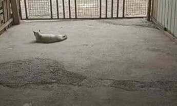 Imagem 4: Quitinete 800 Quarto com aluguel por R$800 /mês