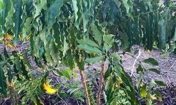 Imagem 5: Vende-se chácara de 2 alqueires