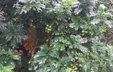 Imagem: Vende se mini chácara