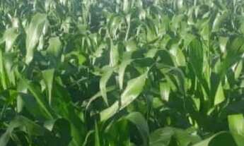 Imagem 6: Dupla Aptidão, Agricultura, pecuária,Pocilga,Tanque de Peixes, Confinamento!!!