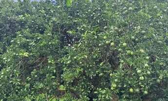 Imagem 2: Fazenda de 404 alqueres na região da cidade de Fernandópolis - SP