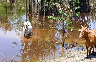 Imagem 7: Imóvel para venda possui 800000 metros quadrados em a - Careiro - AM