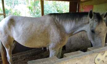Imagem 4: Fazenda/Sítio/Chácara para venda na castelo branco km 68