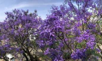 Imagem 3: Porto Alegre - Apartamento Padrão - Rio Branco