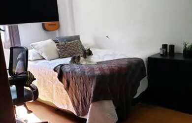 Imagem 7: RIO DE JANEIRO - Apartamento Padrão - LARANJEIRAS