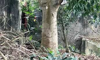 Imagem 2: Vendo Terreno de 290m2 rua do Horto para sua casa ou investimento