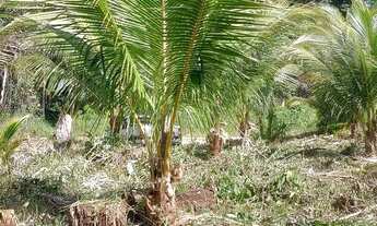 Imagem 4: Vendo Chácara com venda por R$40.000