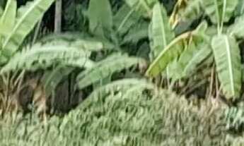 Imagem 3: Terreno próximo ao Cantinho da tilápia codigo: 85098