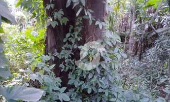 Imagem 4: Terreno à venda, 765 m² por R$ 300.000,00 - Engenho do Mato - Niterói/RJ