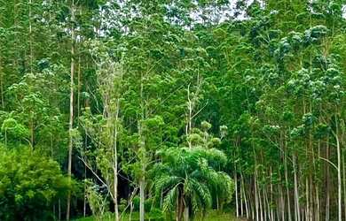 Imagem 3: 85C- CONHEÇA NOSSOS LOTEAMENTOS EM COTIA