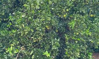 Imagem 4: Fazenda de 404 alqueres na região da cidade de Fernandópolis - SP