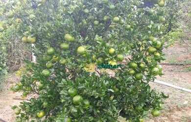 Imagem 7: Sítio com 3 dormitórios à venda, 77451 m² por R$ 1.100.000 - Jardim Zaira - Guarulhos/SP