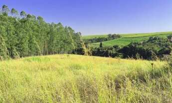 Imagem 7: Sítio em Pirangi/SP 8,3 Alqueires