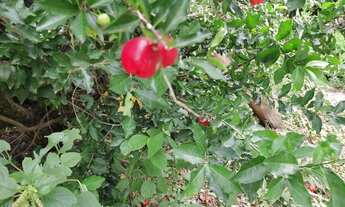 Imagem 6: Sitio com 1 alqueire e meio