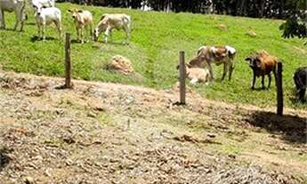 Imagem 4: São João da Boa Vista - Sítio - Área Rural de São João da Boa Vista