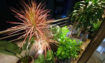 Imagem 4: FLORIANóPOLIS - Padrão - Centro