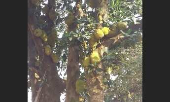 Imagem 4: Chácaras à venda 3 quartos 1 suíte Parque Tropical Araraquara