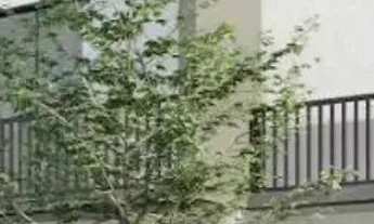 Imagem 6: Sobrado com 3 quartos no bairro Xaxim