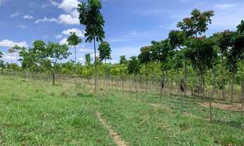 Imagem 7: Fazenda 47ha, 2 casas sede/caseiro plantação de mogno, mangaPalmer,nascente e córrego