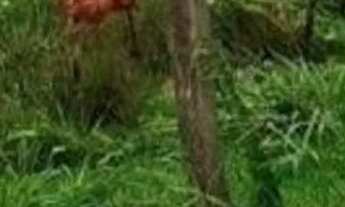 Imagem 5: Fazenda Agrícola, pista da Rodovia BR174, entre Km 60 e 63 com 3.900mts de fachada. 50.000