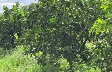 Imagem 6: Fazenda de 404 alqueres na região da cidade de Fernandópolis - SP