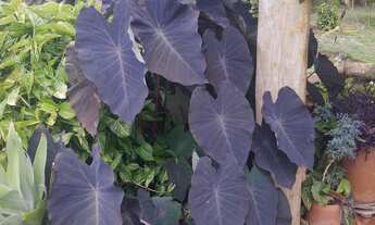 Imagem 7: Sitio São Simão beira de estrada