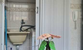 Imagem 4: APARTAMENTO NO MARAPÉ