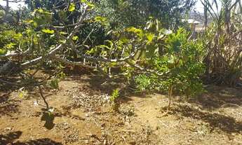 Imagem 6: Chácara para venda tem 1000 metros quadrados com 3 quartos em Ipelândia - Suzano - SP