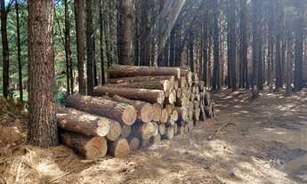 Imagem 5: Venda de toras Fazenda / sítio com venda por R$100.000