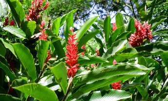 Imagem 4: Fazenda/Sítio/Chácara para venda com 200 metros quadrados com 3 quartos