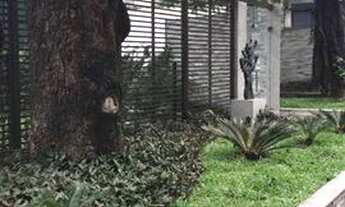 Imagem 4: Alugo apartamento no Espinheiro com 3 quartos nascente, prédio novo