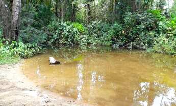 Imagem: TERRENO 16 HECTARES EM MARUDÁ