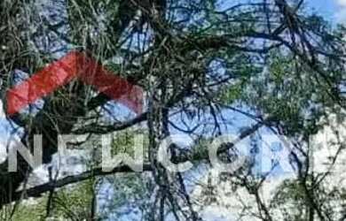 Imagem 6: Sítio em Rua um - Ribeiros - Angatuba/SP