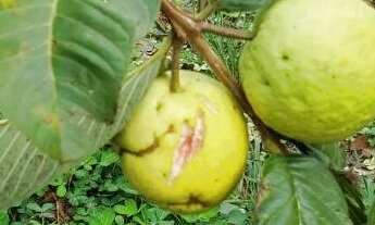 Imagem 6: CHÁCARA ESCRITURADA